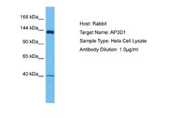 AP3D1 Rabbit anti-Human, Polyclonal, Novus Biologicals 0.1ml; Unconjugated:Antibodies,